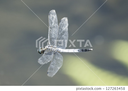 A dragonfly flying over a pond A dragonfly flying over a pond 127263458