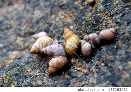 Seashells on the Rock 127263481