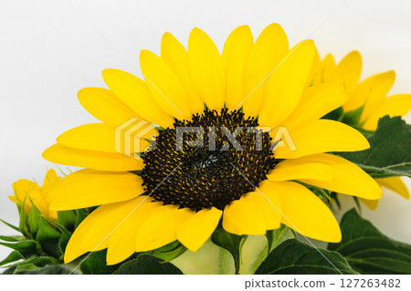 Sharp and clear view of yellow sunflower blossom in white background surface Sharp and clear view of yellow sunflower blossom in white background surface 127263482