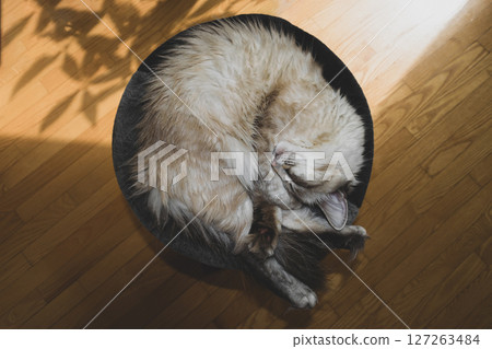 Sleeping Siberian Neva Masquerade cat 127263484