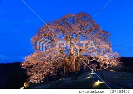 櫻花醍醐 8930 櫻花醍醐 8930 127263492