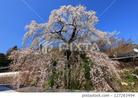 Danjoitozakura (weeping cherry tree) 9448 127263494