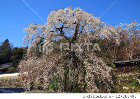 Danjoitozakura (weeping cherry tree) 4513 127263495