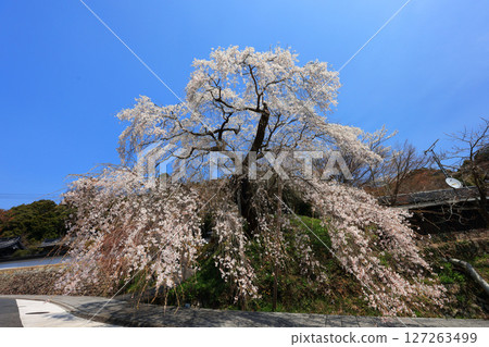 Danjoitozakura (weeping cherry tree) 9332 127263499