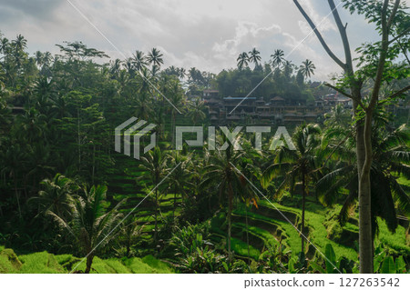 Tegalalang rice terraces in Ubud, Bali island during cloudy day Tegalalang rice terraces in Ubud, Bali island during cloudy day 127263542