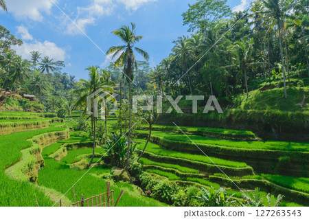 Tegalalang rice terraces, sunny day and green jungles in Ubud, Bali Tegalalang rice terraces, sunny day and green jungles in Ubud, Bali 127263543