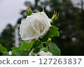 White Rose  127263837