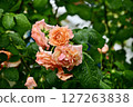 Beautiful roses in the midst of greenery 127263838