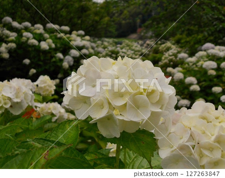 White hydrangea White hydrangea 127263847