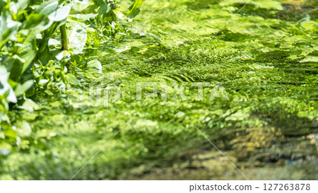 水面上倒映著新綠，溪流清澈，環境優美（大山地藏瀑布噴泉） 127263878