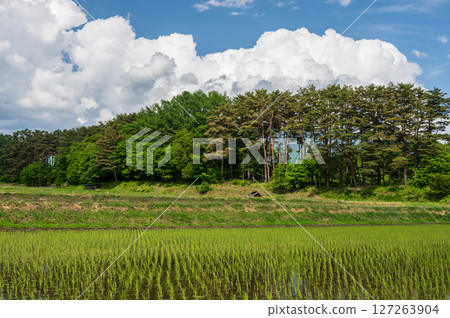 Early summer scenery: Shinshu countryside 127263904
