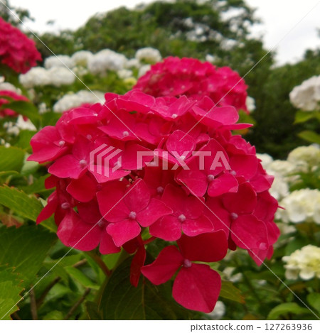 Red hydrangea 127263936