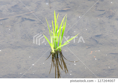 Rice in a paddy field after planting 127264007
