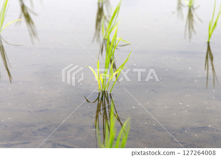 Rice in a paddy field after planting 127264008