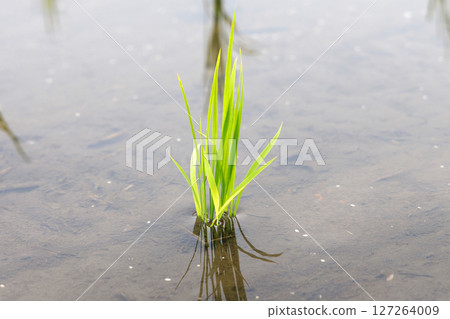 Rice in a paddy field after planting 127264009