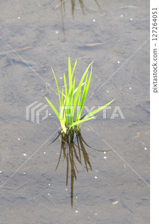 Rice paddy after rice planting Rice paddy after rice planting 127264051