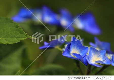 Hydrangea flower Hydrangea flower 127264098