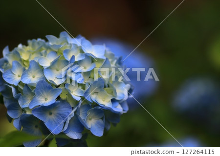 繡球花 繡球花 127264115