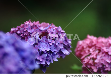 Hydrangea flower 127264128