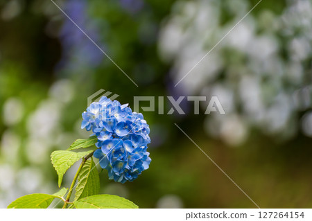 藍色繡球花和柔和的背景 127264154