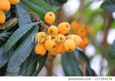 已經到了收穫季節的枇杷果實 127264256