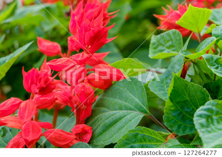Bright red salvia flowers blooming in a summer garden Bright red salvia flowers blooming in a summer garden 127264277