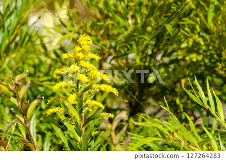 黃色的一枝黃花在陽光下閃閃發光 127264283