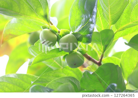The growing persimmon fruit The growing persimmon fruit 127264365