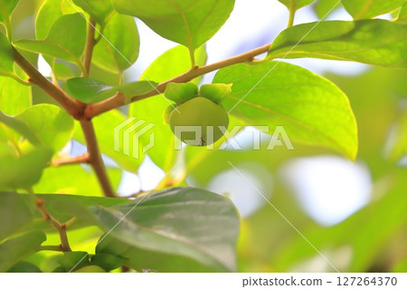 The growing persimmon fruit The growing persimmon fruit 127264370