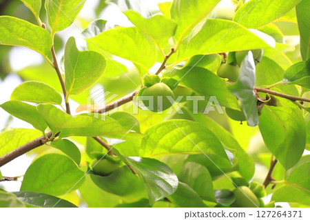 The growing persimmon fruit The growing persimmon fruit 127264371