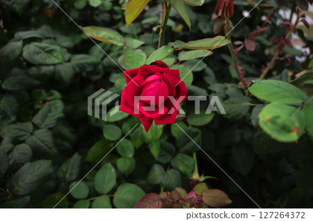 A red rose A red rose 127264372