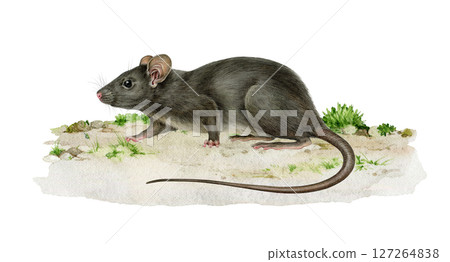 Black rat animal on the ground realistic watercolor illustration. Rattus Rattus wildlife rodent mammal hand drawn vintage style image. Cute small single black rat side view standing on the ground Black rat animal on the ground realistic watercolor illustration. Rattus Rattus wildlife rodent mammal hand drawn vintage style image. Cute small single black rat side view standing on the ground 127264838