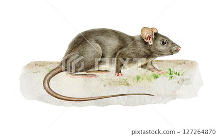 Grey small rat on the ground realistic watercolor illustration. Rattus Rattus wildlife rodent mammal hand drawn vintage style image. Cute small single black rat side view standing on the ground Grey small rat on the ground realistic watercolor illustration. Rattus Rattus wildlife rodent mammal hand drawn vintage style image. Cute small single black rat side view standing on the ground 127264870