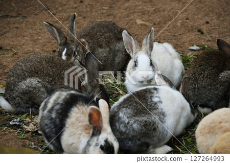 Herd of rabbits_02 127264993