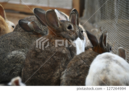 Herd of rabbits_03 Herd of rabbits_03 127264994