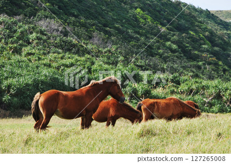 Yonaguni horse_01 Yonaguni horse_01 127265008