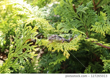 Japanese kana snake 127265013