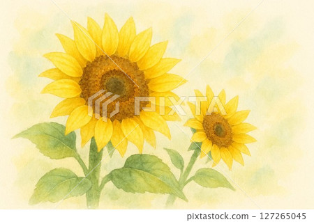 Sunflower painted in watercolor 127265045