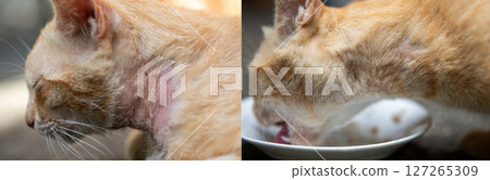 Before and after therapy for feline mange caused by Notoedres and Sarcoptes mites Before and after therapy for feline mange caused by Notoedres and Sarcoptes mites 127265309