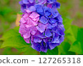A rare hydrangea flower with a mix of pink and blue 127265318