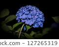 Hydrangea bloomed 127265319