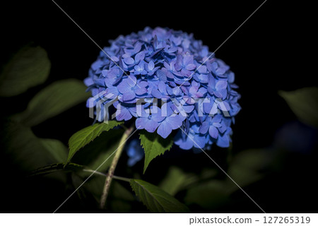 Hydrangea bloomed Hydrangea bloomed 127265319