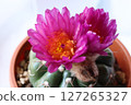 仙人掌花 127265327