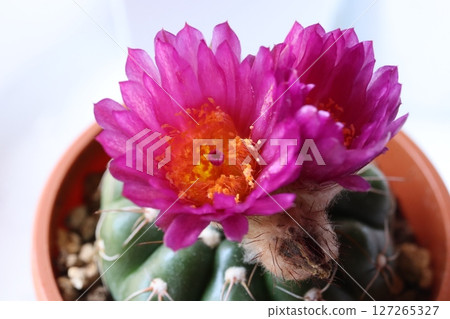 仙人掌花 仙人掌花 127265327