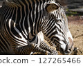 Grey Zebra 127265466