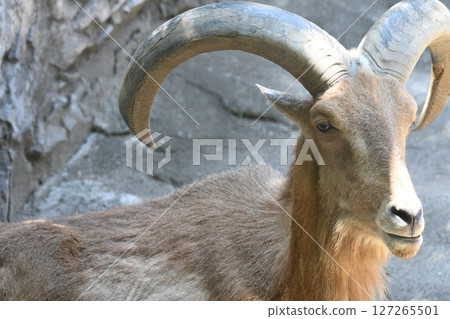 Burberry sheep Burberry sheep 127265501