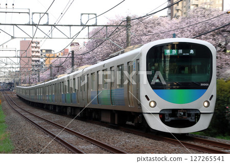 櫻花與西武新宿線30000系列列車(準急程~10輛編組列車:西武新宿⇔灰島) 櫻花與西武新宿線30000系列列車(準急程~10輛編組列車:西武新宿⇔灰島) 127265541