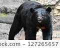 Japanese black bear bear 127265657