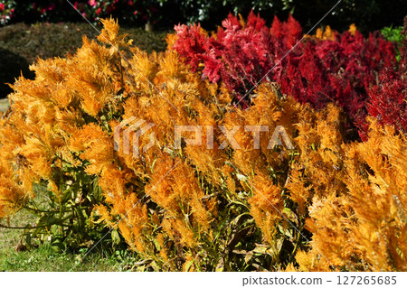 雞冠花_02 127265685