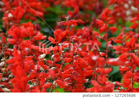Red Salvia_01 127265686